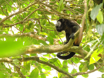 2 in 1 Hanging Bridges and Safari Float photo 5